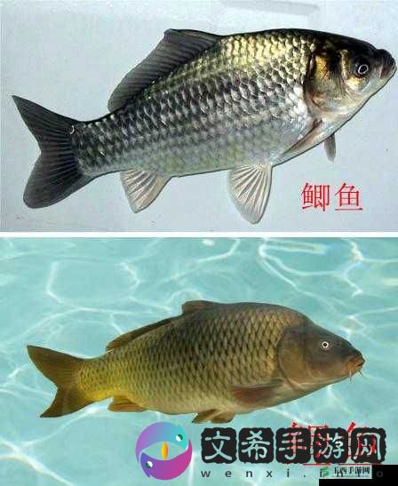 鲤鱼吸水和会夹的区别:探究两种技巧的独特之处
