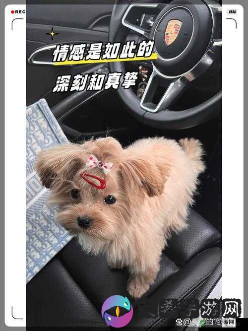 狗狗让我上瘾戒不掉怎么办:探寻内心深处的情感羁绊