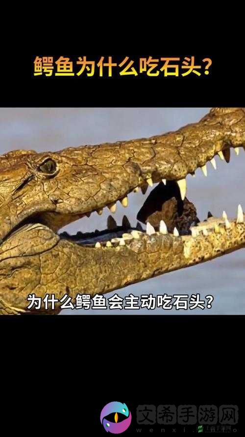 揭秘疯狂动物园，鳄鱼为何无法成为鳄鱼的食物及其背后原因