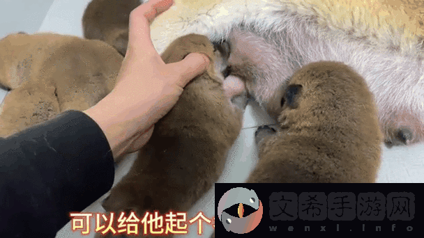 把奶头吃的又硬又翘的动态【真的有把奶头吃的又硬又翘的动态吗-】