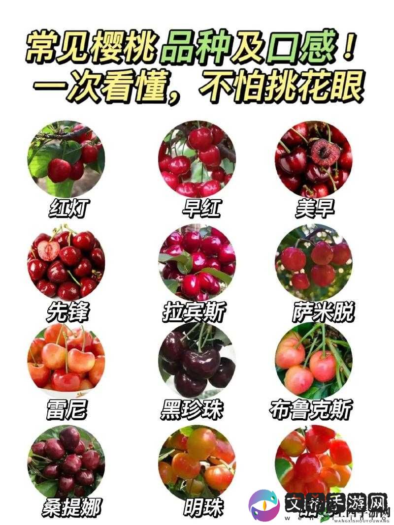 www97com 樱桃:美味水果介绍