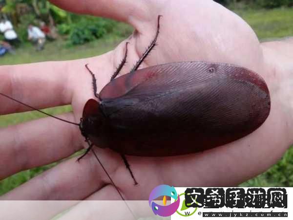 蟑螂对什么敏感蟑螂对风速敏感吗