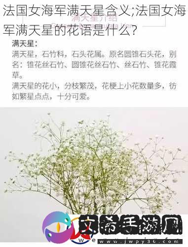 法国女海军满天星含义;法国女海军满天星的花语是什么