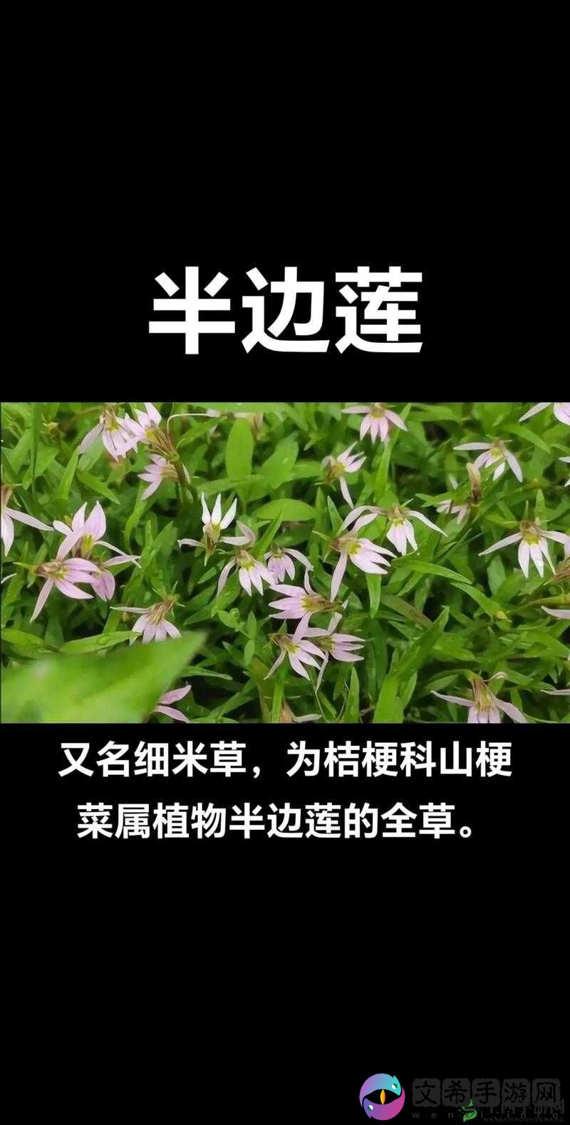 野花日本大全免费观看中文版：精彩内容不容错过
