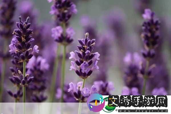 薰衣草研究所APP