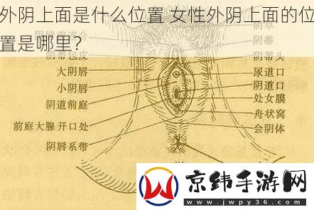 外阴上面是什么位置