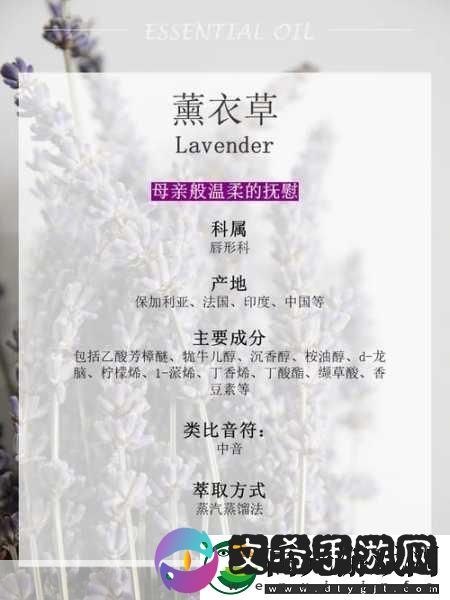 薰衣草研究所APP-1.-薰衣草研究所：探索芳香疗法的魅力！