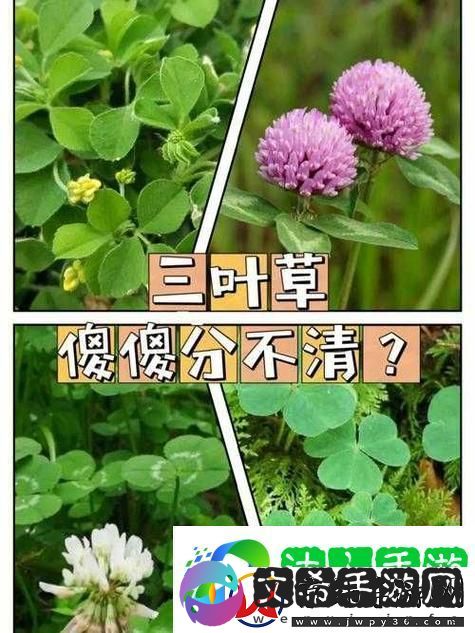成品人精品人的区别四叶草