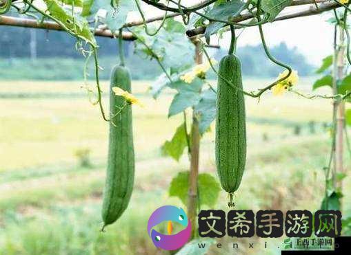 草莓视频丝瓜视频看污网站:畅享污趣之旅