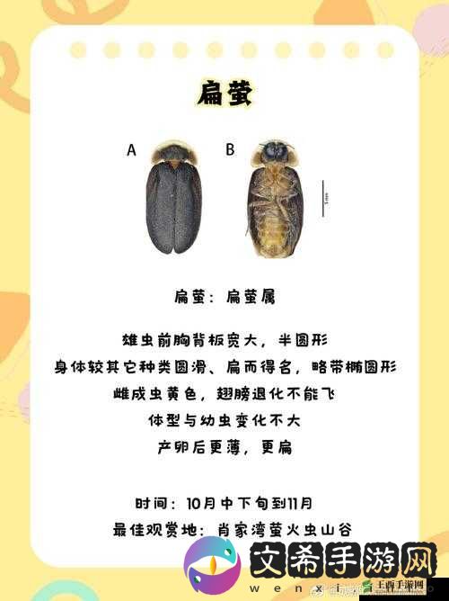 夜里十大禁用 B 站：探秘其禁用缘由