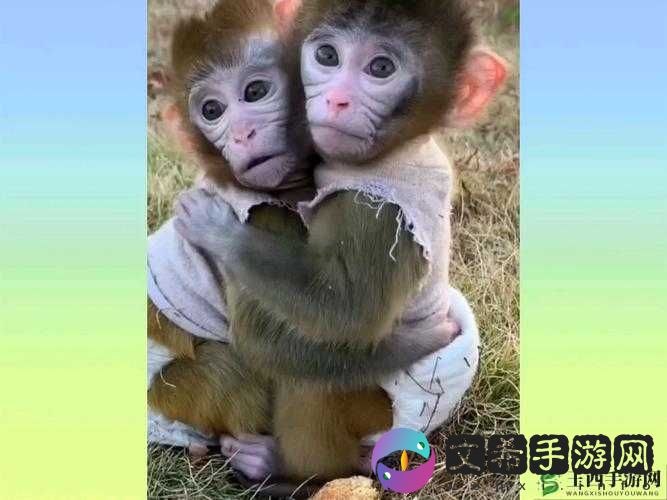 两只猴子能否成为夫妻探讨