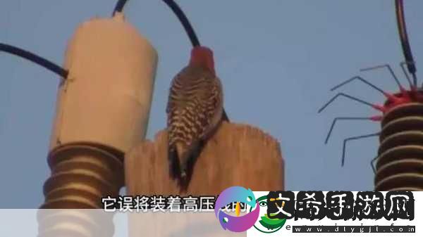 啄木鸟高压**灭火宝的免责声明