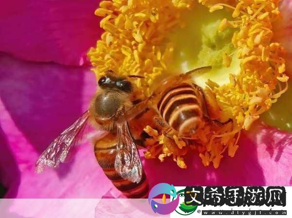 采蜜1v.1h方橙采意