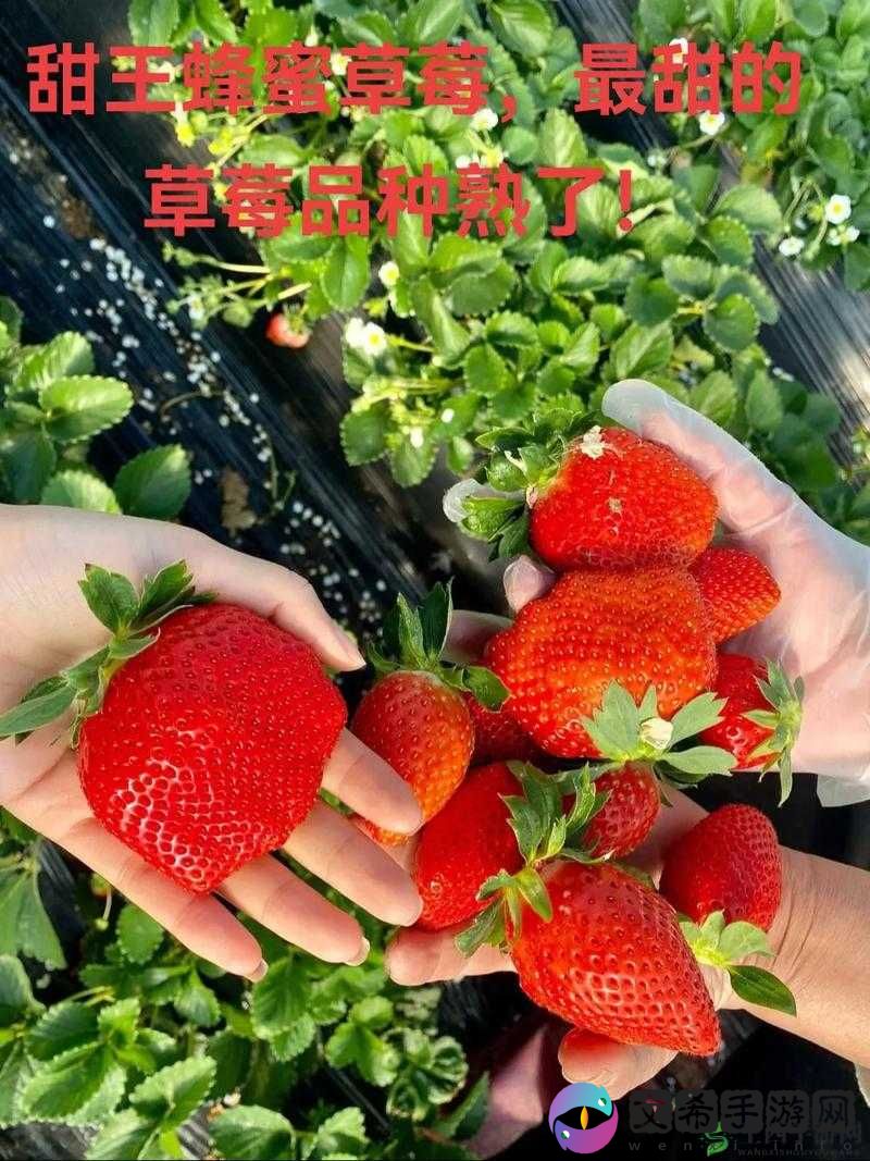 草莓直播间:带你品尝甜蜜草莓
