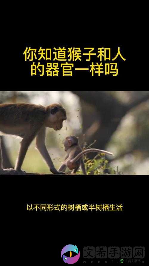 B 和 B 为什么不一样:探究背后的原因