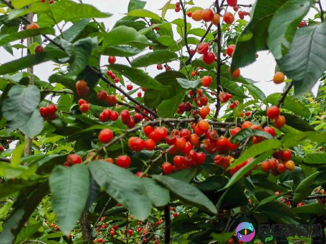 樱桃成熟时 5D:一场视觉与味觉的盛宴
