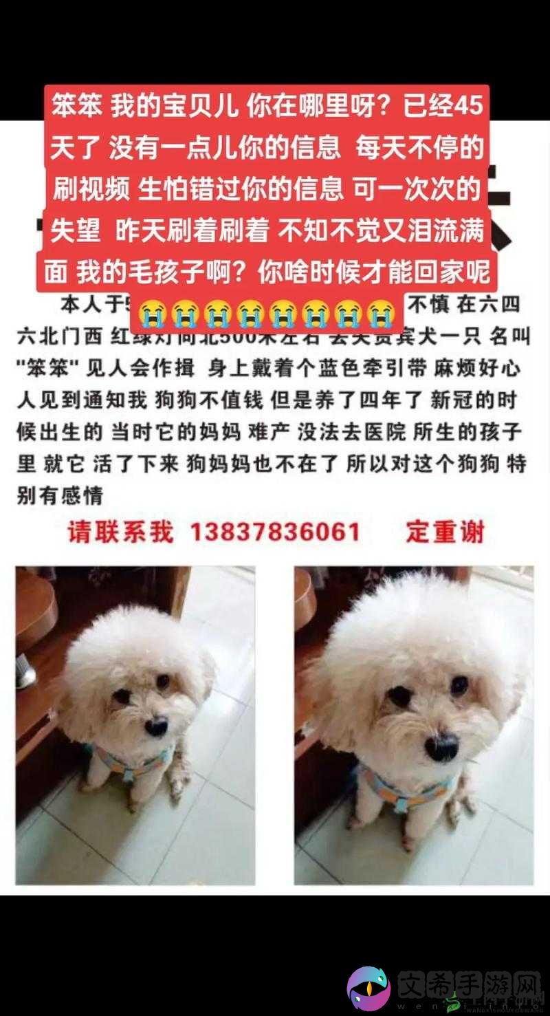 人狗胶配方大全狗狗一天吃多少之正确用量指南