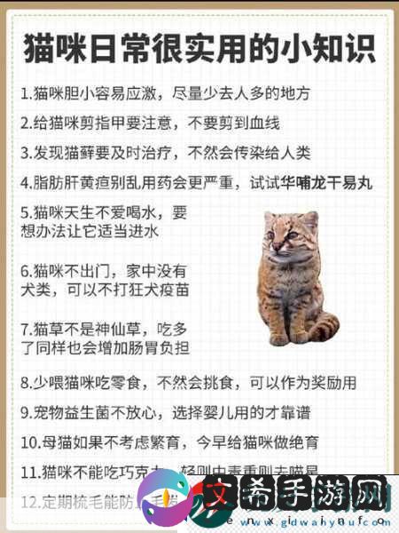 小猫咪大城市日常美容动作怎么获得