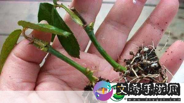扦插过程视频