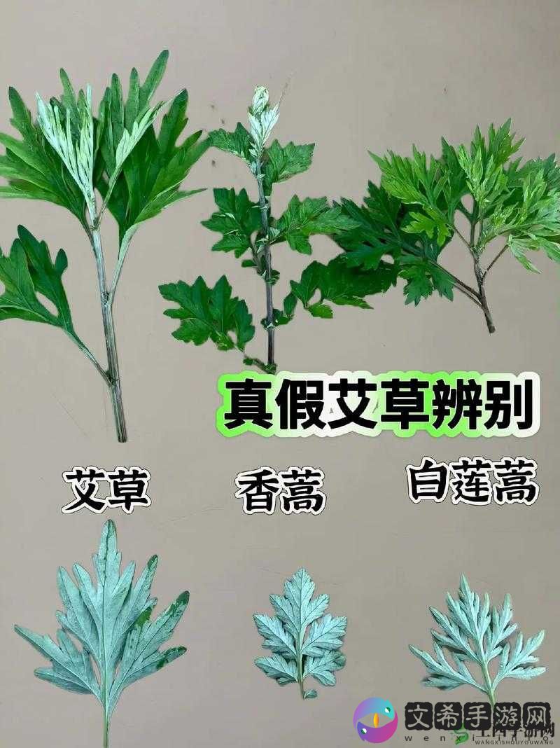 嫩叶草 M 码和澳洲码的区别解析