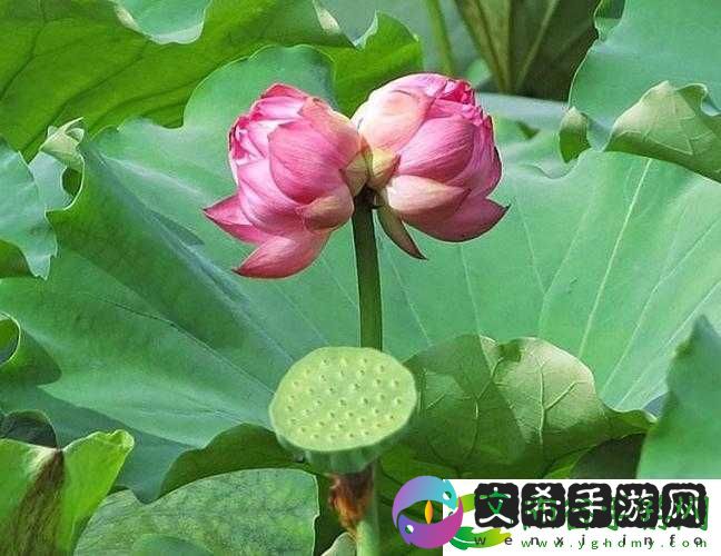 半脱莲房露压欹：玉盘承露滴清香!