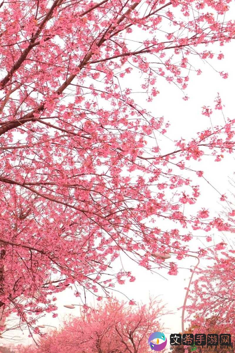 粉色水蜜桃和日本樱花区别:形态与文化内涵之析