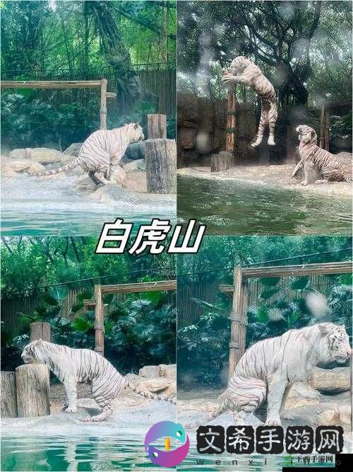 白虎污站:探秘动物世界的神秘面纱