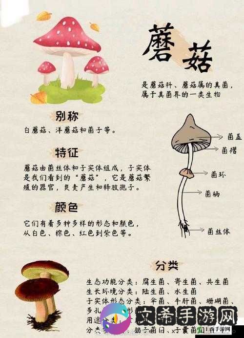 蘑菇科普:种类特性与生长环境探秘