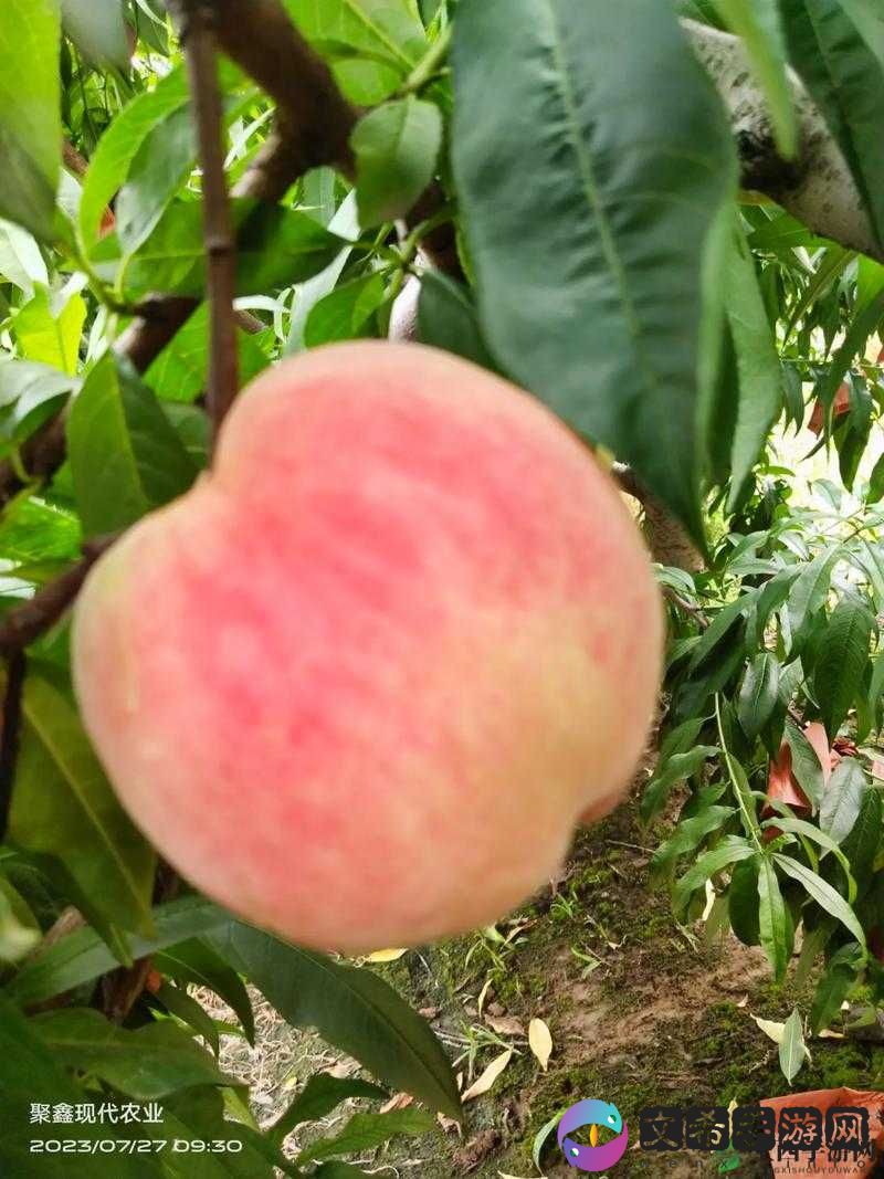 巨无霸水蜜桃 4399 :美味水蜜桃的独特魅力