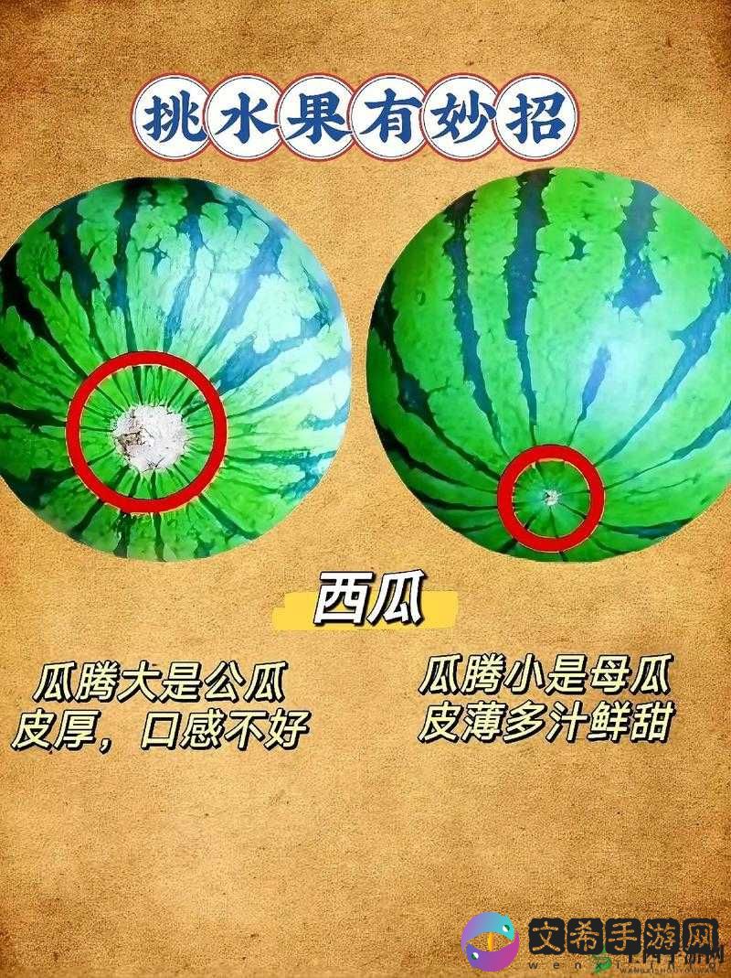 苹果西瓜木瓜香蕉黄瓜哪一个不同之分析