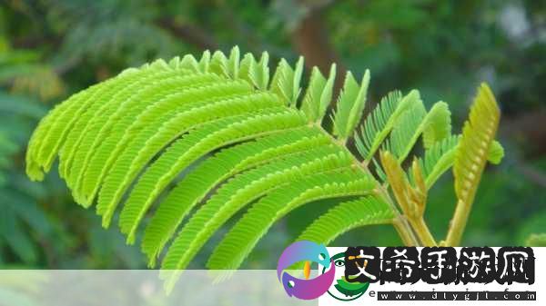 含羞草、四叶草、三叶草：1.-含羞草的秘密：自然界中的自我保护机制！