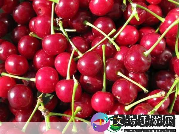 樱桃cherry官网