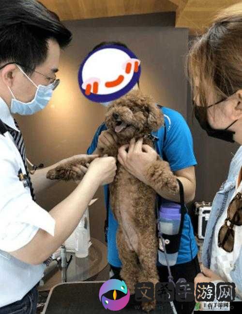 狗和人锁在一起去医院的注意事项:要点全知道