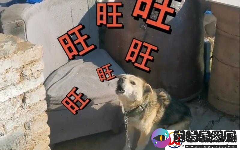 小狗欢快爬过来兴奋地叫主人啦