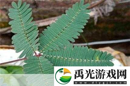 含羞草、四叶草、三叶草