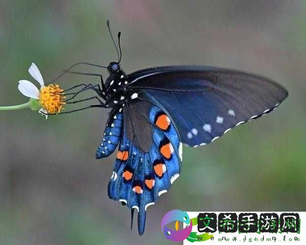 女生稀有蝴蝶比特征