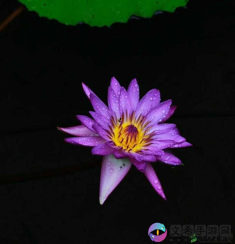 紫色武器非攻图鉴:揭秘神秘武器背后的故事与独特魅力