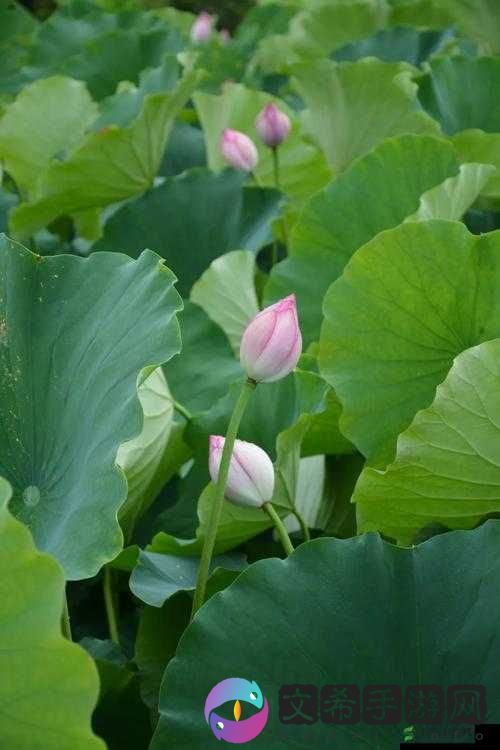 含苞待放周延镇莹莹谜:一段未知的故事
