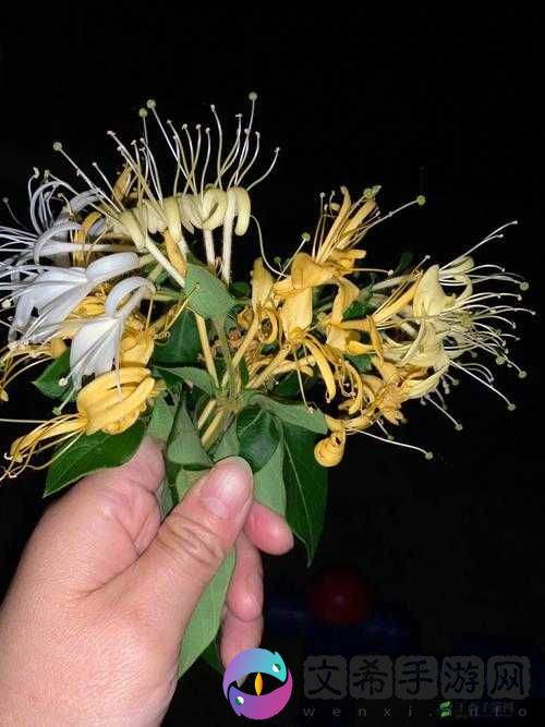 双蛇难入金银花:一场惊心动魄的冒险