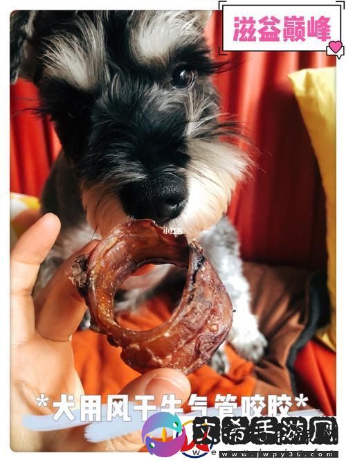 犬类健康的秘密：狗狗胶配合的力量