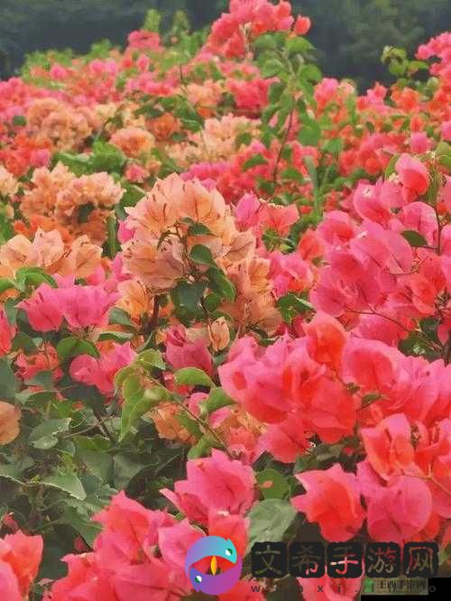 乌克兰精品摘花处处破:赏花需文明