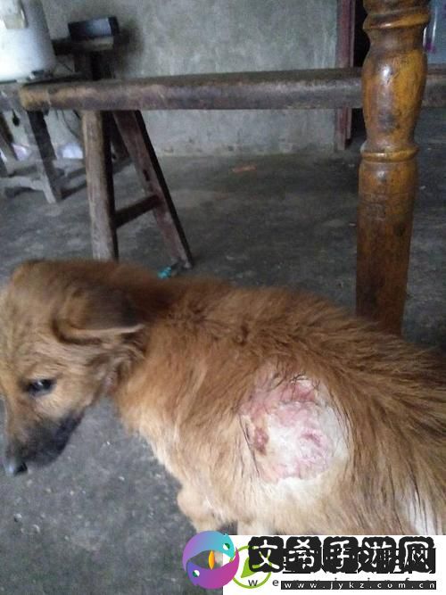 狗狗的东西又硬又烫又臭