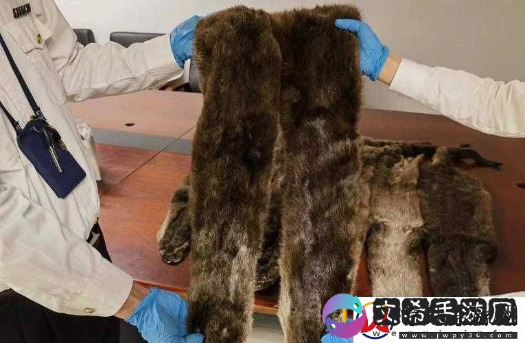 AAAA级毛皮最火的一句：探索顶级毛皮背后的秘密故事