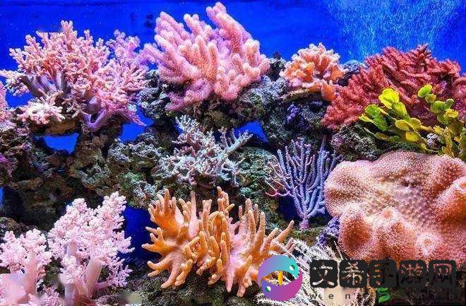 珊瑚岛动物养殖攻略:打造海底生态乐园