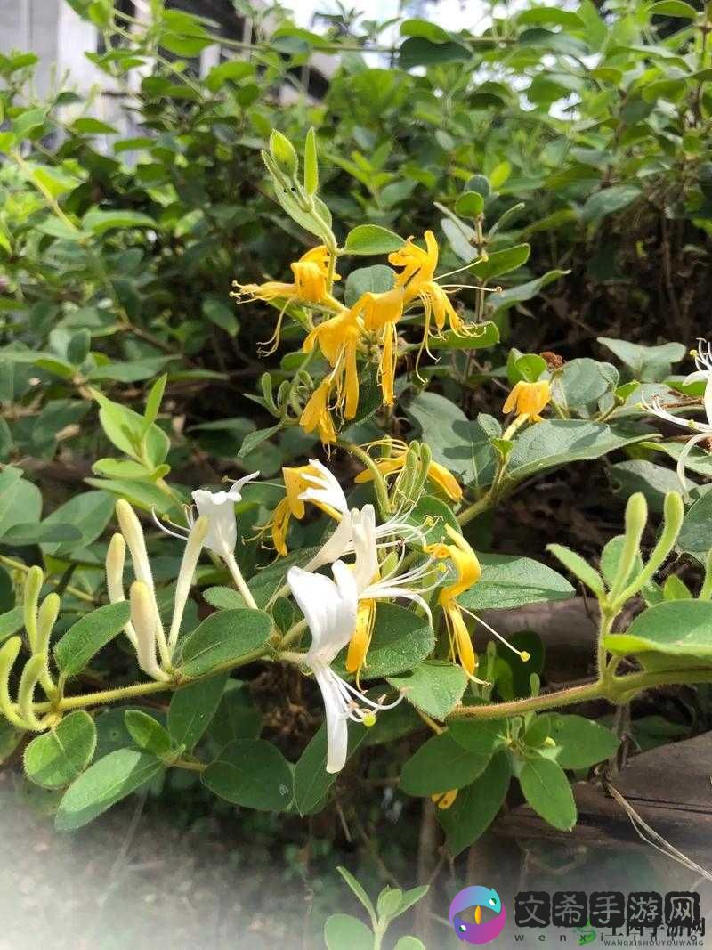 父承子液金银花:神奇的中药材