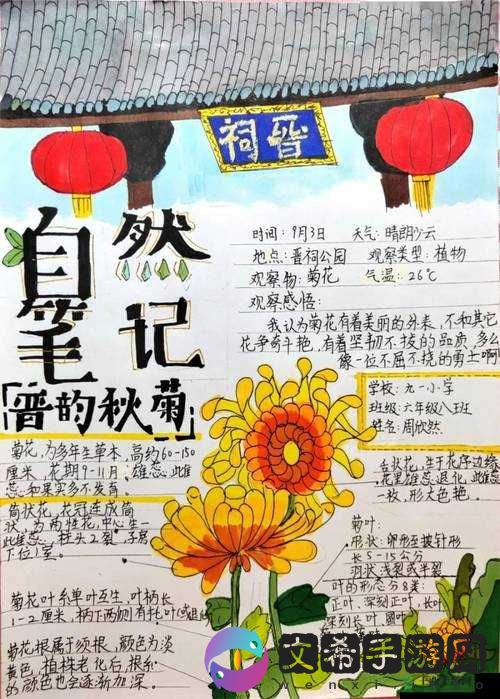 六年级菊花：一支笔的极限挑战