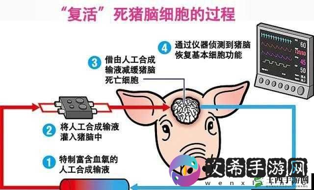 美国人与猪的 DNA:神秘的生命密码探索