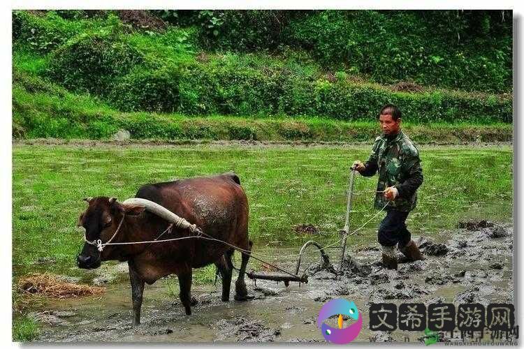 儿子耕种母亲的田:背后的亲情与责任